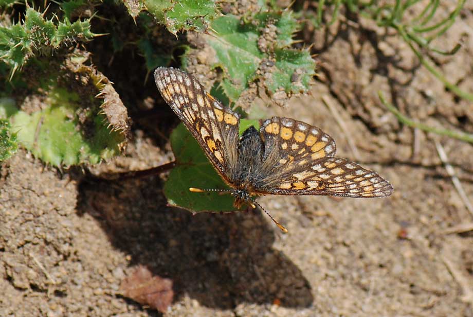 Euphydryas aurinia? - Euphydryas debilis